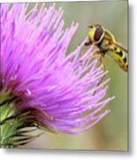 Gather It Up Donegal Bee Thistle Metal Print