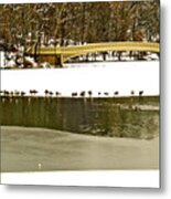 Gathering Of Ducks Metal Print