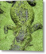 Gator In Duckweed Metal Print