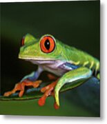 Gaudy Leaf Frog - Costa Rica Metal Print