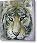 Gazing Tiger Metal Print