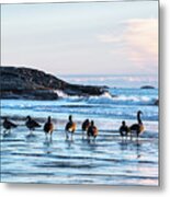 Geese Congregating On Preston Beach Marblehead Massachusetts Sunrise Metal Print