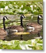 Geese In A Row Metal Print