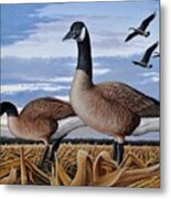 Geese In Corn Field Metal Print