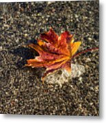Gently Floating Autumn - Multicolored Maple Leaf In The Lake Metal Print