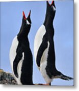 Gentoo Love Song Metal Print