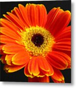 Gerber Daisy Portrait Metal Print