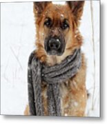 German Shepherd Wearing Scarf In Snow Metal Print