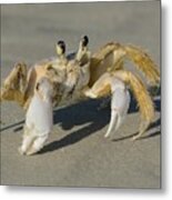 Ghost Crab Metal Print