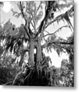 Ghost Tree Metal Print