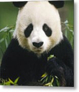 Giant Panda Ailuropoda Melanoleuca Metal Print