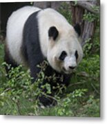 Giant Panda Metal Print