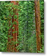 Giant Sequoias Sequoiadendron Gigantium Yosemite Np Ca Metal Print