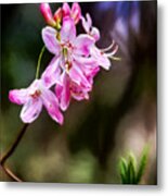 Gift Of Spring Metal Print