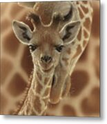 Giraffe Baby - New Born Metal Print