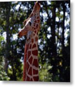 Giraffe Eating Metal Print