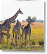 Giraffe Family Metal Print