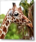 Giraffe Profile Miami Metal Print