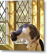 Girlie The Cat Watching The Red Headed Woodpecker Metal Print