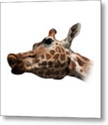 Give Us A Kiss On Transparent Background Metal Print