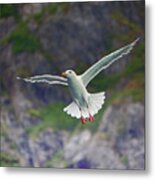 Glaucous-winged Gull Metal Print