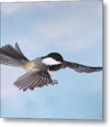 Gliding Metal Print