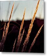 Glistening Grass Metal Print