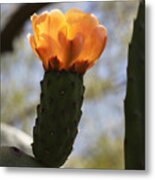Glowing Prickly Pear Cactus Metal Print
