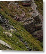 Goats Grazing Below Grinnell Glacier Trail Metal Print
