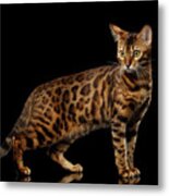 Gold Bengal Cat On Isolated Black Background Metal Print