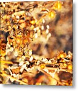 Gold Rush Metal Print