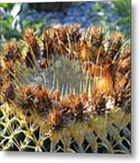 Golden Barrel Cactus Metal Print