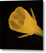 Golden Bells Carpet Daffodil Reproductive Structures Metal Print