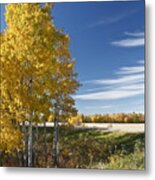 Golden Poplar Metal Print