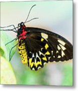 Golden Birdwing Butterfly - Troides Rhadamantus Metal Print