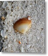 Golden Brown Sea Shell In Fine Wet Sand Macro Square Format Metal Print
