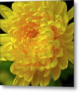 Golden Chrysanthemum Metal Print