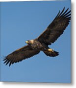 Golden Eagle In Flight Metal Print