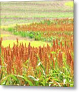 Golden Field In Dry Brush Metal Print