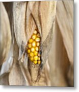 Golden Harvest Metal Print