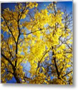 Golden October Tree In Fall Metal Print