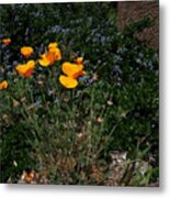 Golden Poppy Path Metal Print