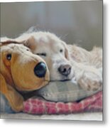 Golden Retriever Dog Sleeping With My Friend Metal Print