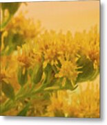 Golden Rod Solidago Metal Print