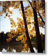 Golden Trees In Autumn Sindelfingen Germany Metal Print