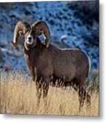 Golden Winter Day Ram Metal Print