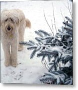 Goldendoodle Metal Print