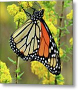 Goldenrod And The Monarch Metal Print