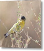 Goldfinch In Morning Light Metal Print