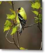 Goldfinch Suspended In Song Metal Print